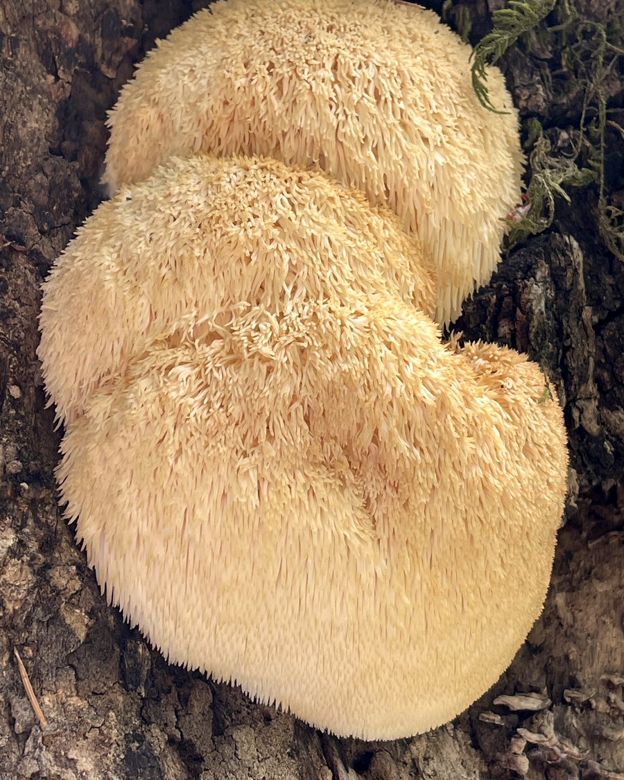 Lion's mane mushroom — a popular gourmet kit species