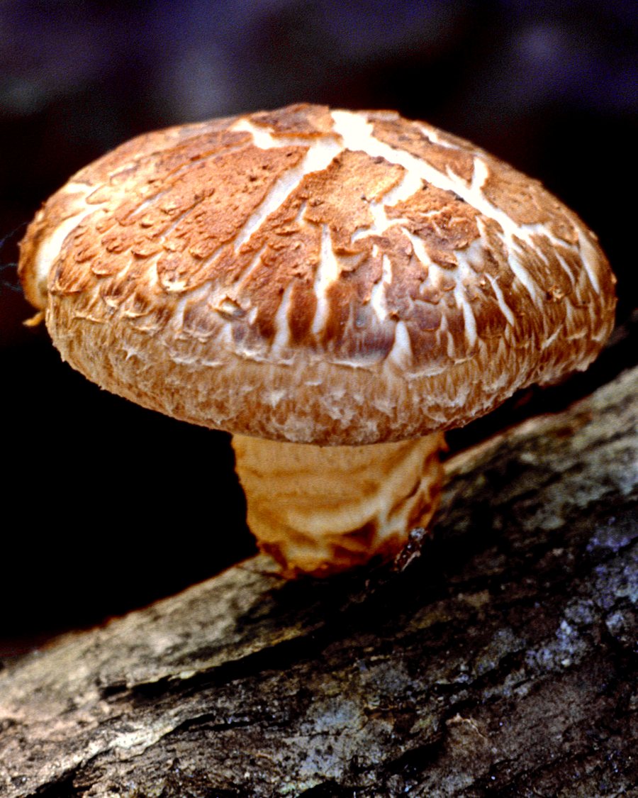 Fresh shiitake mushrooms