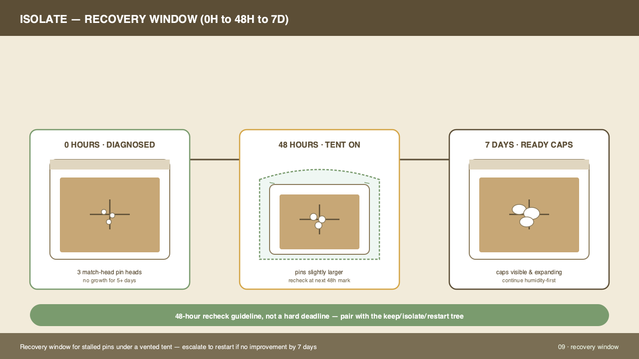 Two-week recovery rotation table: misting schedule from cut day through harvest window
