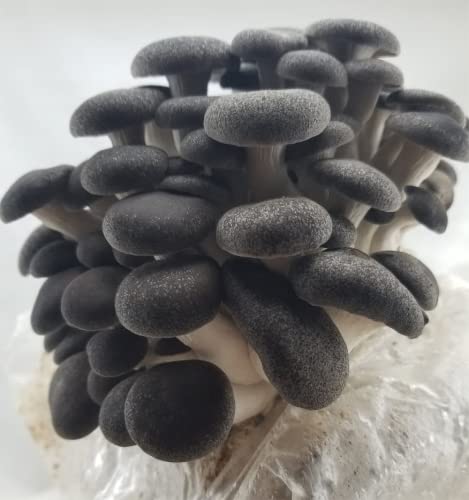 Liquid Fungi Black Pearl King Oyster Grain Spawn, 1 lb