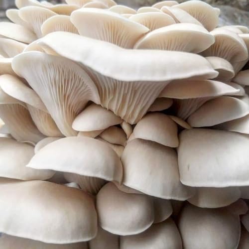 Pearl Oyster Mushroom Grain Spawn - 1 lb