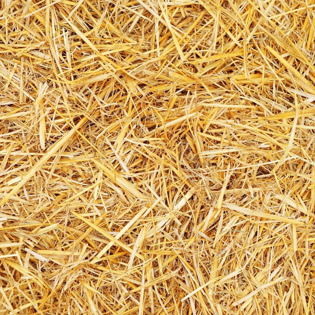 Premium Wheat Straw Growing Substrate – Clean, Dried & Chopped – Ideal for Mushroom Cultivation, Garden Mulch, Worm Bedding & Composting (4 Ounces)
