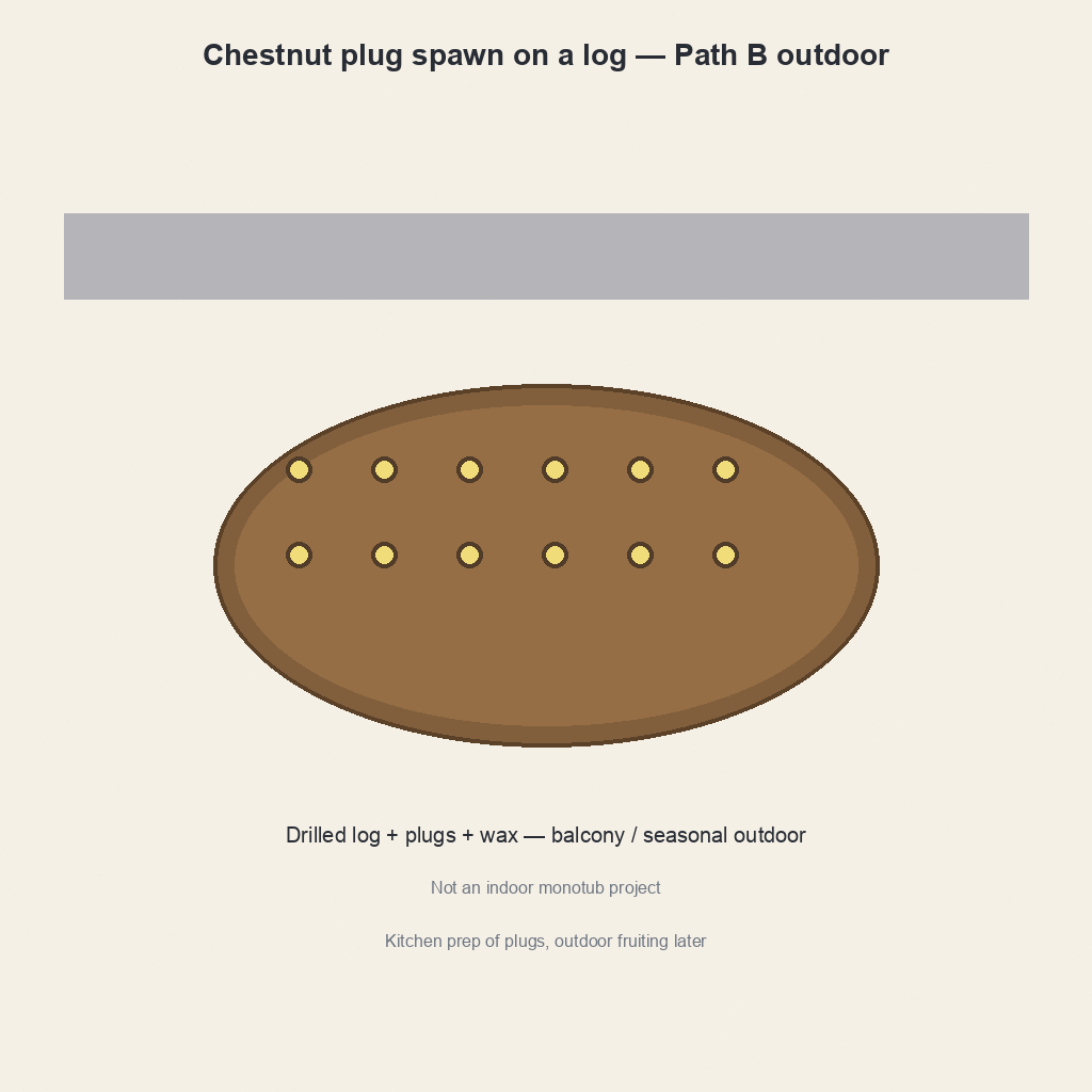 Chestnut plug spawn on a log Path B